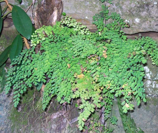 Adiantum aethiopicum fullplant4.jpeg